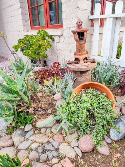 heritage garden plants