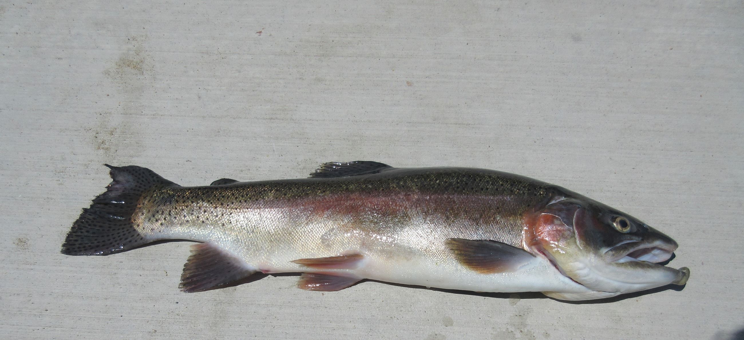 4.6 pound trout 6 May 2018, Nolan North Shore, white bass jig.