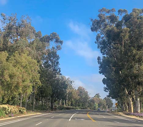 Trees along Twin Peaks Road