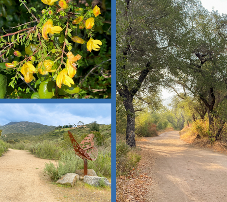 flora and trails at Blue Sky Ecological Reserve