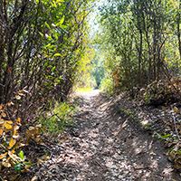 Shade Trees on Blue Sky Creekside Trail